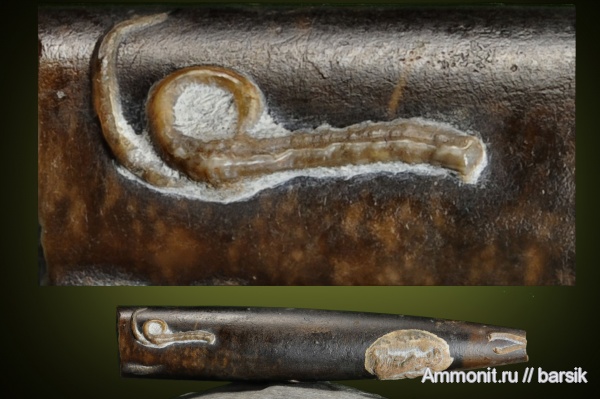 серпулы, байос, Serpulidae, Bajocian