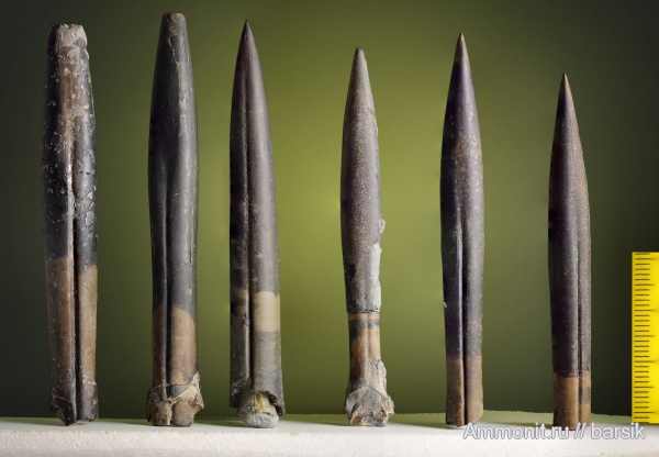 белемниты, юра, ростры, Jurassic, belemnites