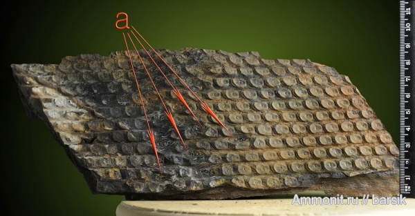 карбон, растения, сигиллярии