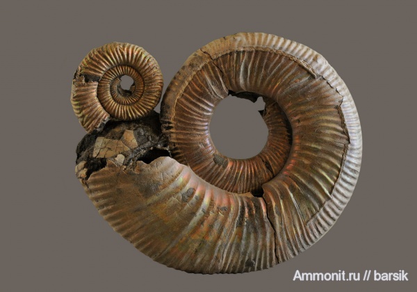 аммониты, Binatisphinctes, микроскульптура, Ammonites