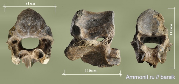 млекопитающие, Bison priscus