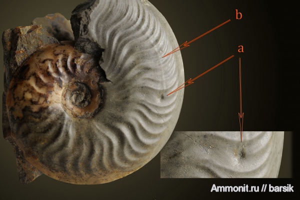 аммониты, прижизненные повреждения, Ammonites, Leioceras, аален, Aalenian