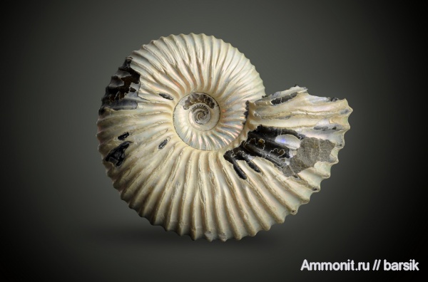 аммониты, Pseudocadoceras, Ammonites