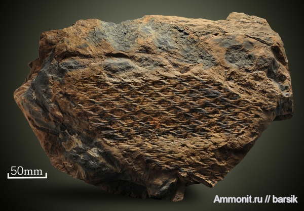 растения, Lepidodendron, Lepidodendron veltheimi