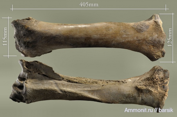 млекопитающие, плейстоцен, Bison priscus, ископаемые быки