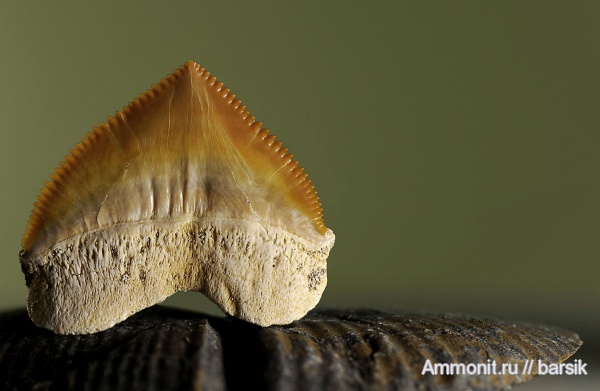 зубы, Squalicorax pristodontus, teeth