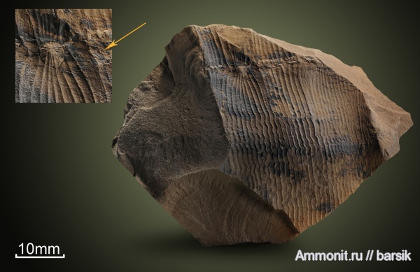 карбон, каламиты