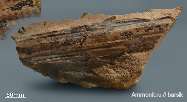 карбон, кордаиты