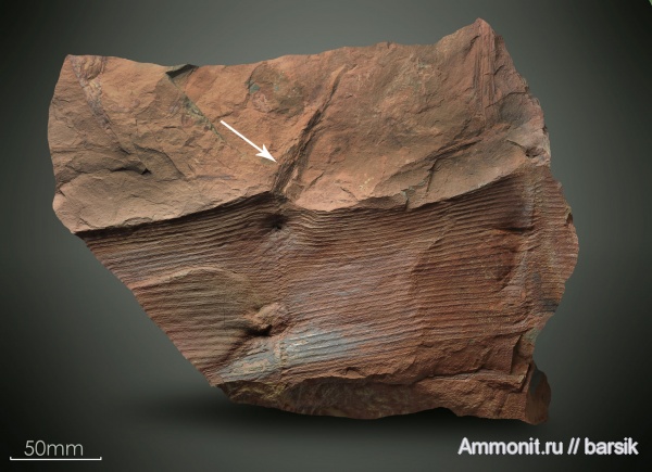 карбон, каламиты, Calamites