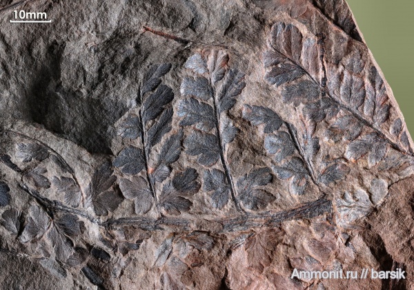 карбон, растения, Mariopteris