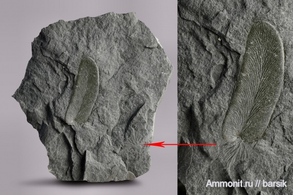 карбон, растения, Neuropteris