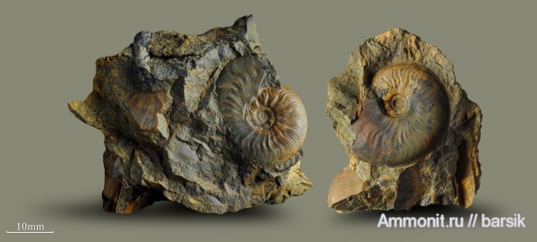 аммониты, юра, Ammonites, Leioceras, аален, Aalenian, Jurassic