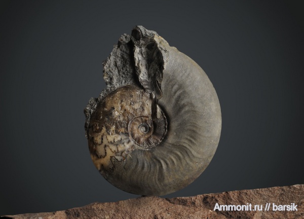 аммониты, Ammonites, Leioceras, Graphoceratidae, аален, Aalenian