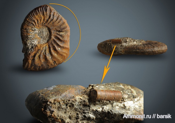 аммониты, Ammonites, аален, Staufenia, Aalenian