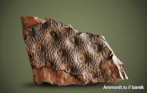 карбон, растения, халонии, Halonia