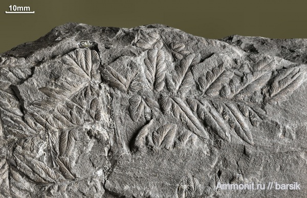 карбон, растения, Mariopteris