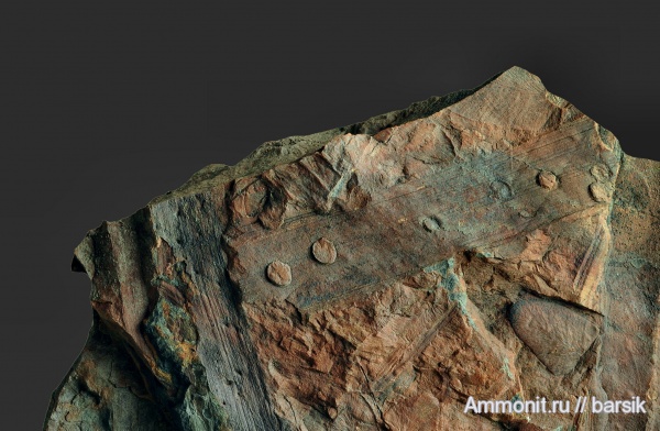 карбон, насекомые