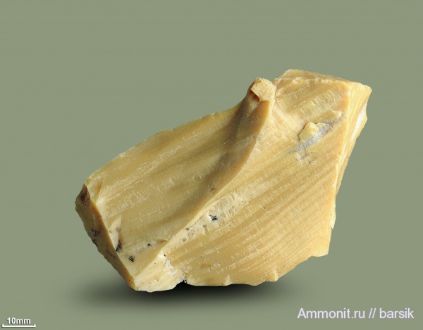 палеоген, сосны