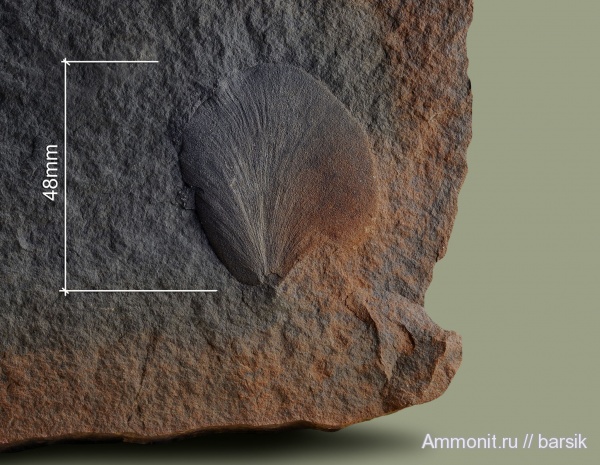 карбон, растения, Cyclopteris, Odontopteris