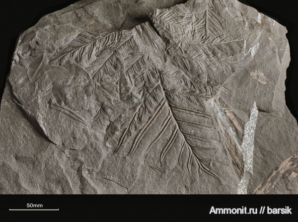 карбон, растения, Alethopteris