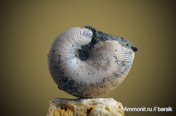 аммониты, мел, Euphylloceras, Ammonites, Phylloceratidae, Euphylloceras velledae, р. Курджипс, Cretaceous