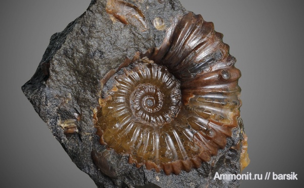 аммониты, мел, Ammonites, Acanthohoplites, Parahoplitidae, р. Курджипс, Cretaceous
