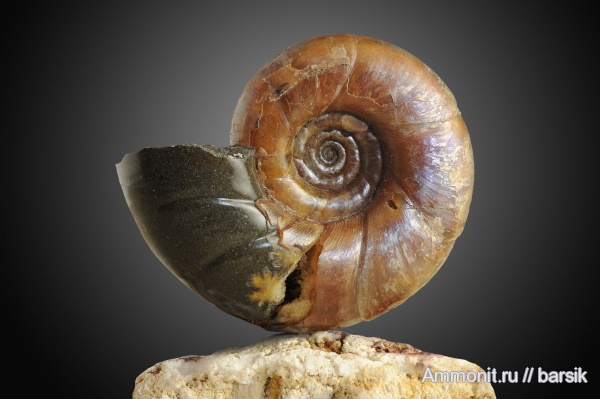 аммониты, мел, Ammonites, Eogaudryceras, р. Курджипс, Cretaceous