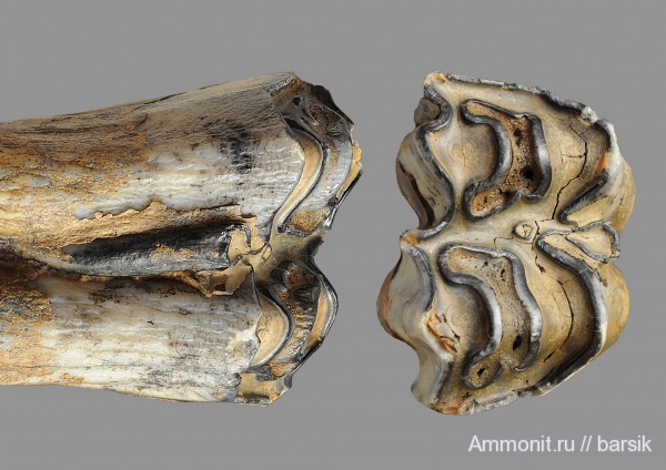 зубы, млекопитающие, бизоны, Ростовская область, Bison priscus, teeth