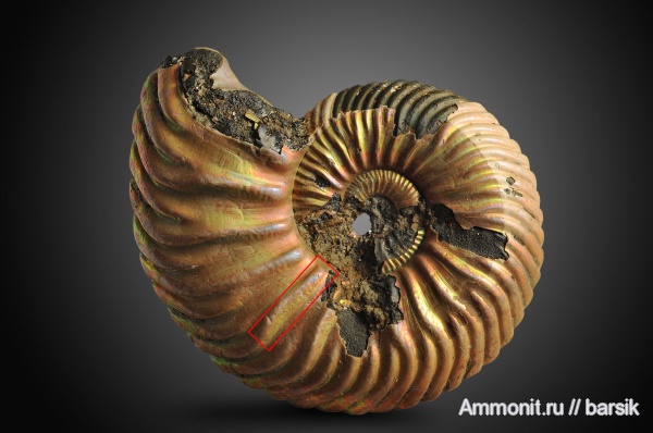 аммониты, келловей, Дубки, Vertumniceras, микроскульптура, Ammonites, Quenstedtoceratinae, Callovian, Middle Jurassic