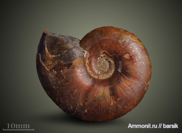 аммониты, мел, Ammonites, Cretaceous