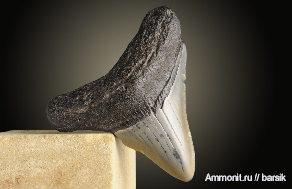 зубы, акулы, Megalodon, teeth, sharks