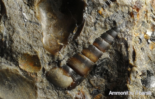 гастроподы, юра, аален, Aalenian, Coelostylinidae