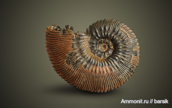 аммониты, юра, Kosmoceras