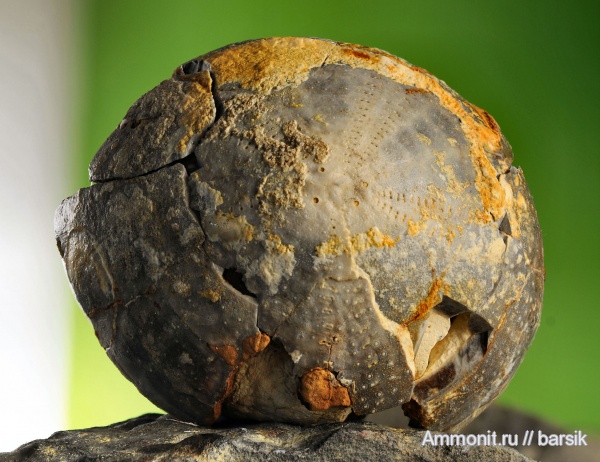 морские ежи