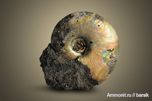 аммониты, Garniericeras