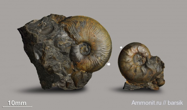 аммониты, Leioceras, аален, Aalenian