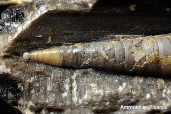 белемниты, фрагмоконы, протоконх, phragmocones