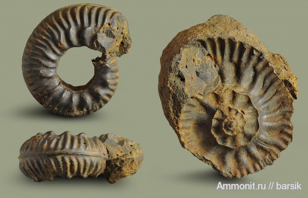 аммониты, Bredyia, аален, Aalenian