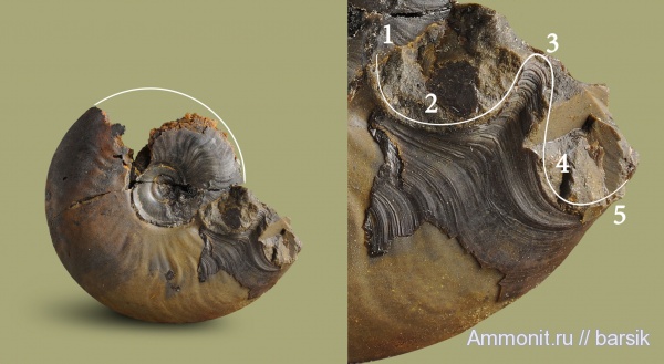 аммониты, ушки, устье, Leioceras opalinum, Leioceras, аален, вентральный ростр