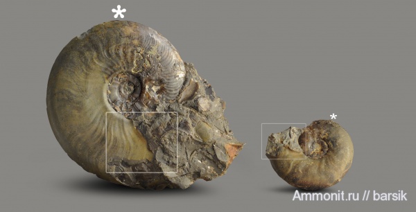 аммониты, юра, ушки, устье, Leioceras, аален