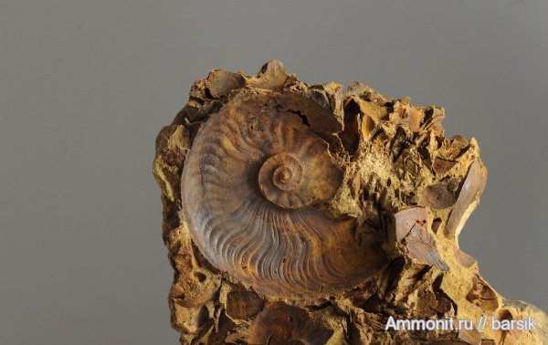 аммониты, юра, Leioceras, аален