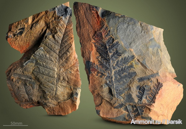 Neuropteris, Mariopteris