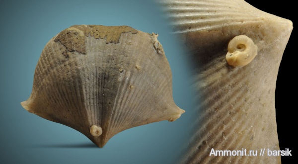 брахиоподы, девон, Cyrtospirifer, Spiriferida, Microconchida, обрастание, Cyrtospiriferidae, Cyrtospirifer vjacheslavi, encrustation of brachiopods, Epizoans