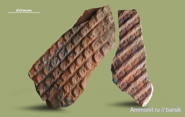 карбон, Sigillaria, Sigillaria mamillaris