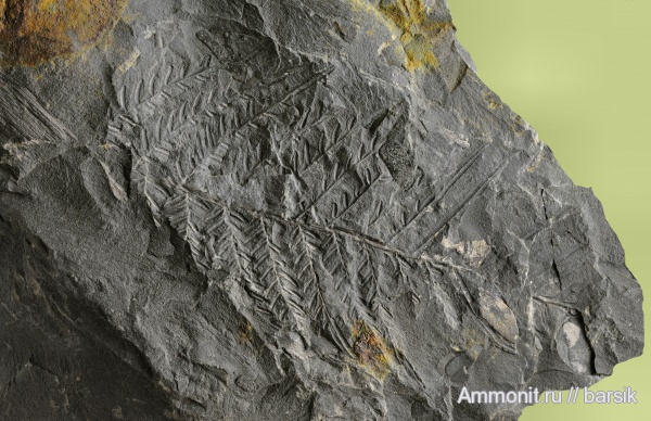 карбон, растения, Alethopteris