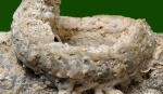 Protulophila gestroi