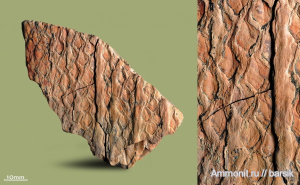 карбон, растения, лепидодендрон, Synchysidendron