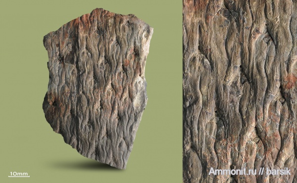 карбон, растения, Lepidodendron, Lepidodendron veltheimi