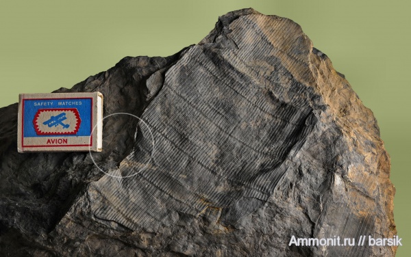 карбон, каламиты, calamitales