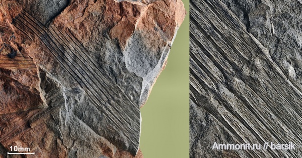 карбон, каламиты, calamitales